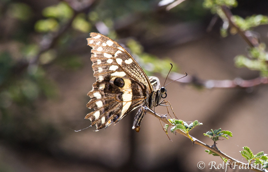 Zitrusschwalbenschwanz (Papilio demodocus) 01 - Namibia