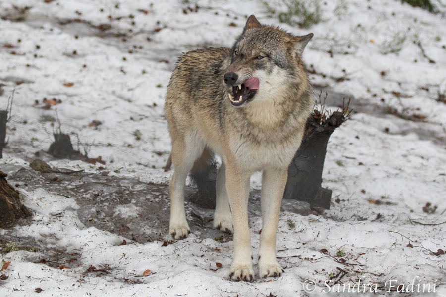 Wolf (Canis lupus) 02 - captive