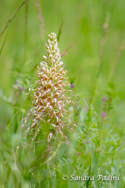 Bocks-Riemenzunge (Himantoglossum hircinum) 04