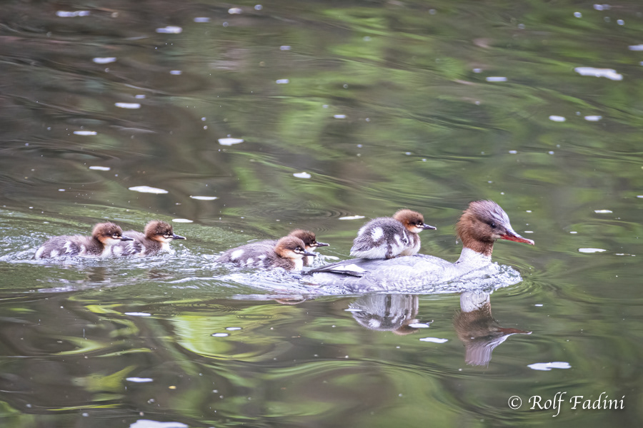 Gänsesäger (Mergus merganser) 09 - Weibchen mit Küken