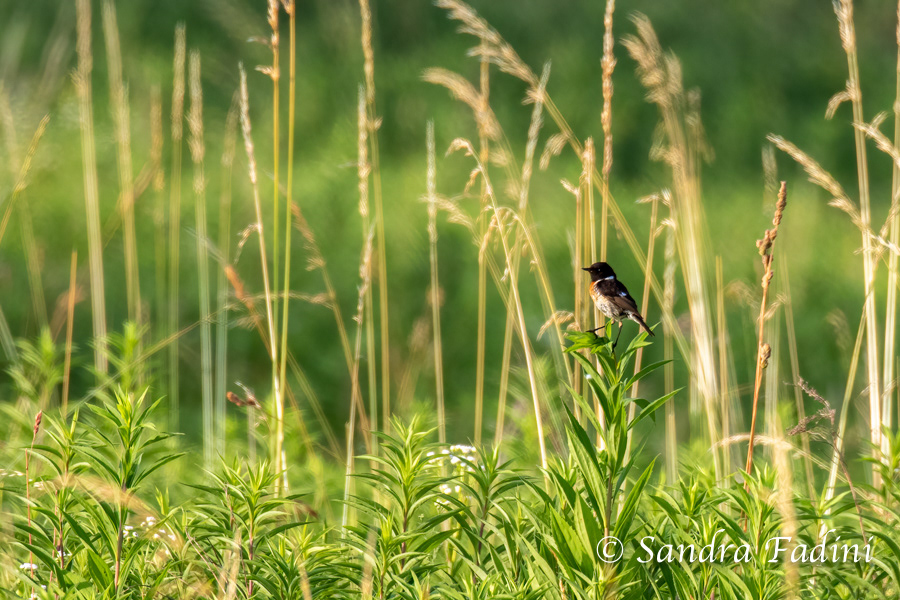 Schwarzkehlchen (Saxicola rubicola) 03 - im Lebensraum (Österreich)