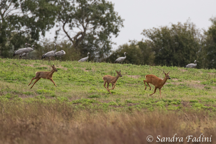 Reh (Capreolus capreolus) 04 - Reh mit Jungtieren