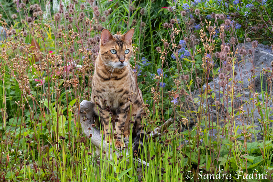 Bengal Katze 20 - Kater