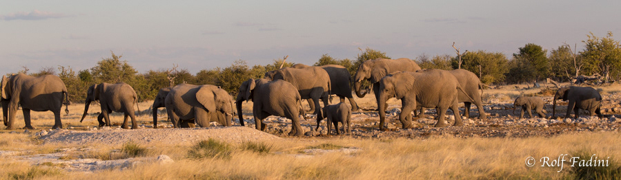 Afrikanische Elefanten (Loxodonta africana) 20 - Namibia