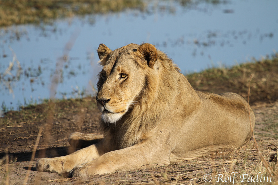 Löwe (Panthera leo) 04 - Männchen (Botswana)