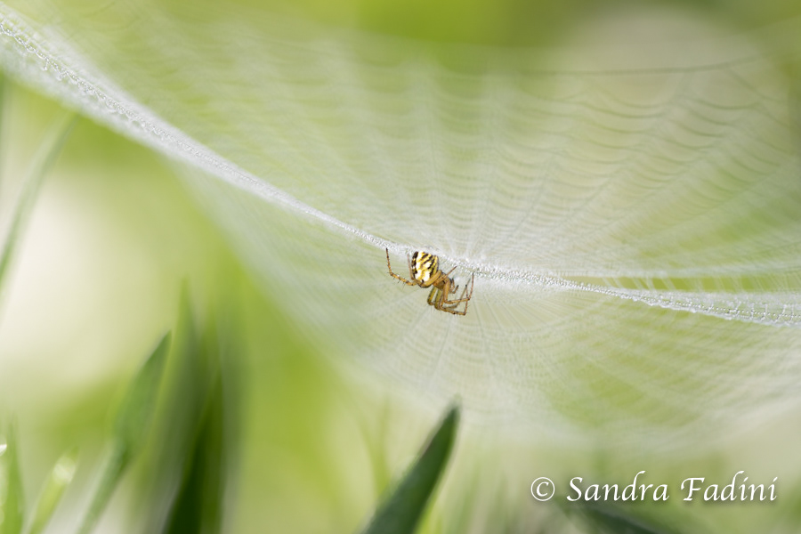 Wespenspinne (Argiope bruennichi) 03