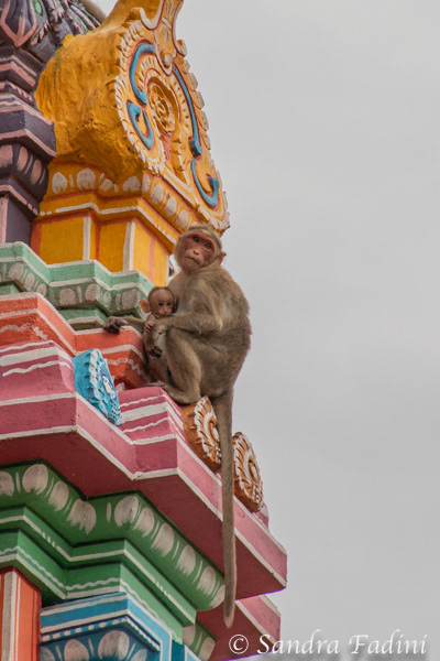 Indischer Hutaffe (Macaca radiata) 01 - Mutter mit Jungtier (Indien)