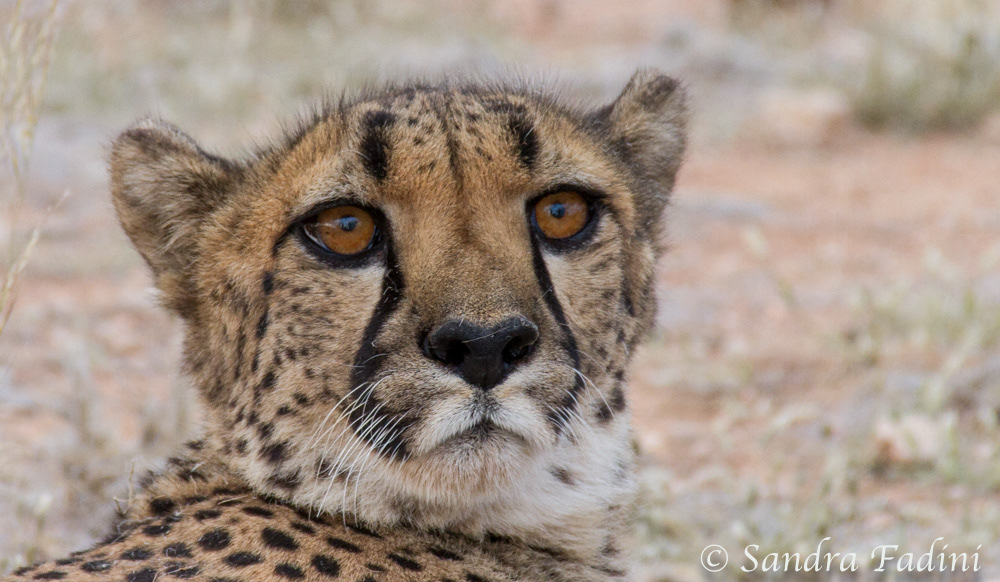 Gepard (Acinonyx jubatus) 09 - captive (Namibia)