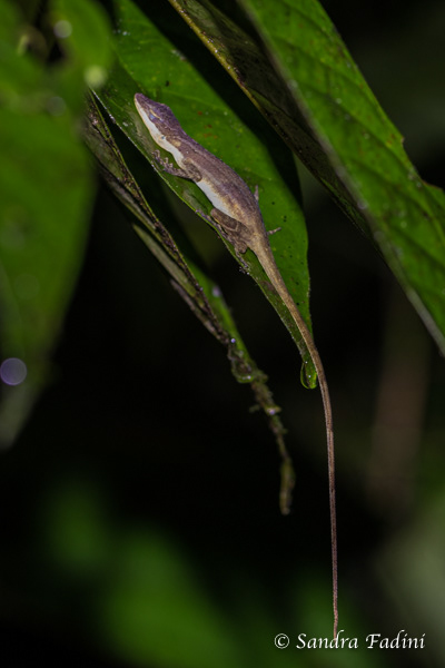 Anolis (Anolis limifrons) 02 - Costa Rica