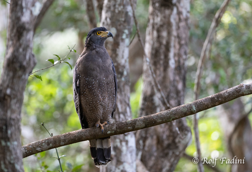 Schlangenweihe (Spilornis cheela) 03 - Sri Lanka