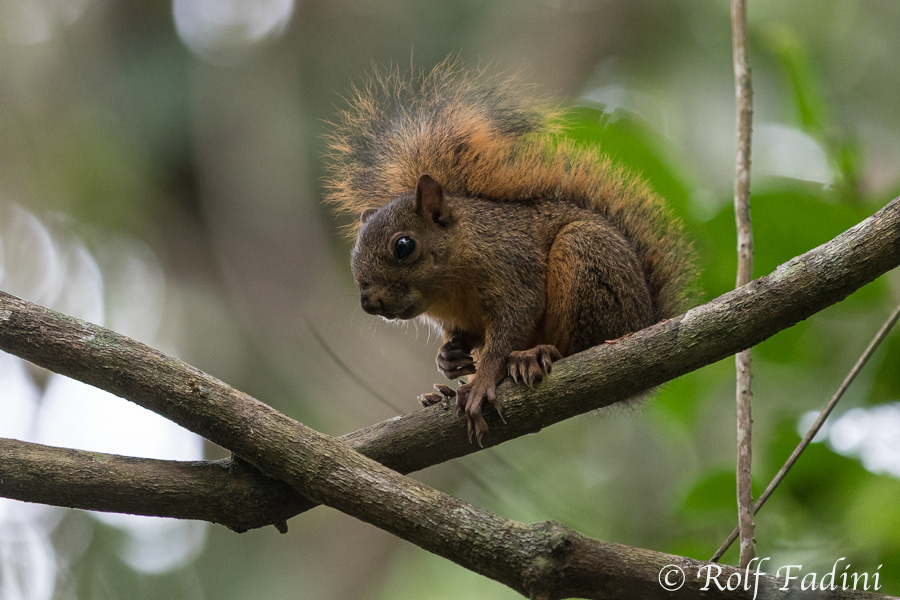 Rotschwanzhörnchen (Sciurus granatensis) 01 - Costa Rica