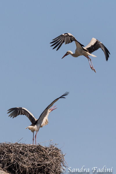 Weißstorch (Ciconia ciconia) 16 - Altvögel am Nest (Spanien)