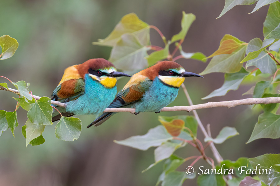 Bienenfresser (Merops apiaster) 03