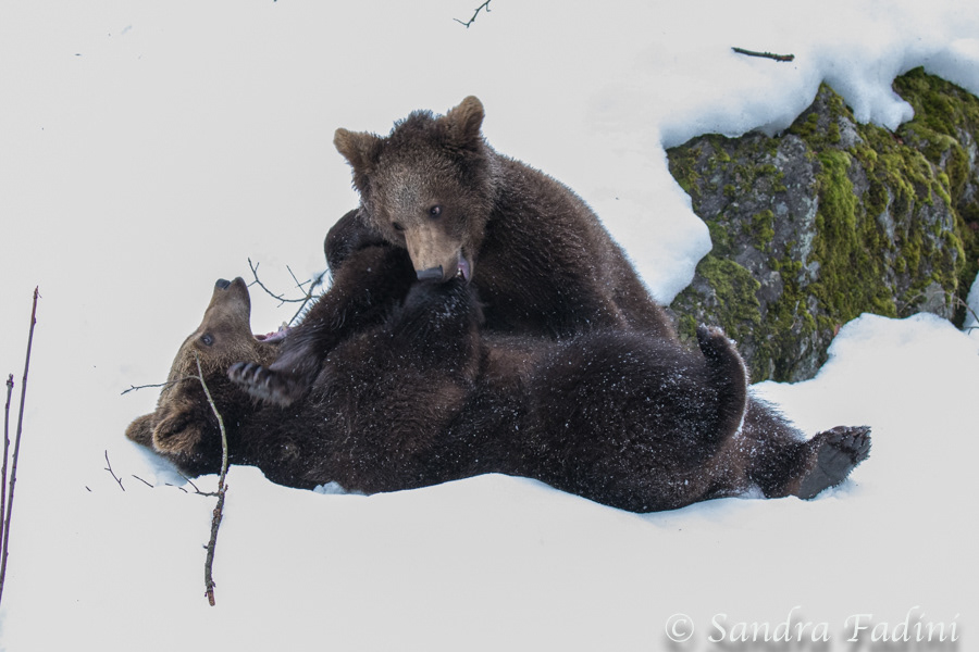 Braunbär (Ursus arctos) 08 - captive