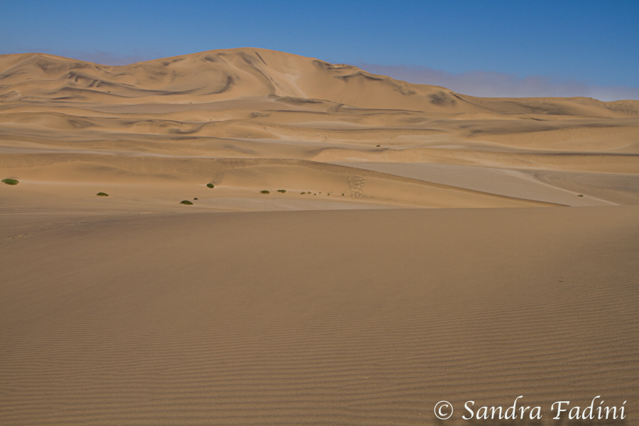 Namibia 29 - Namib Wüste
