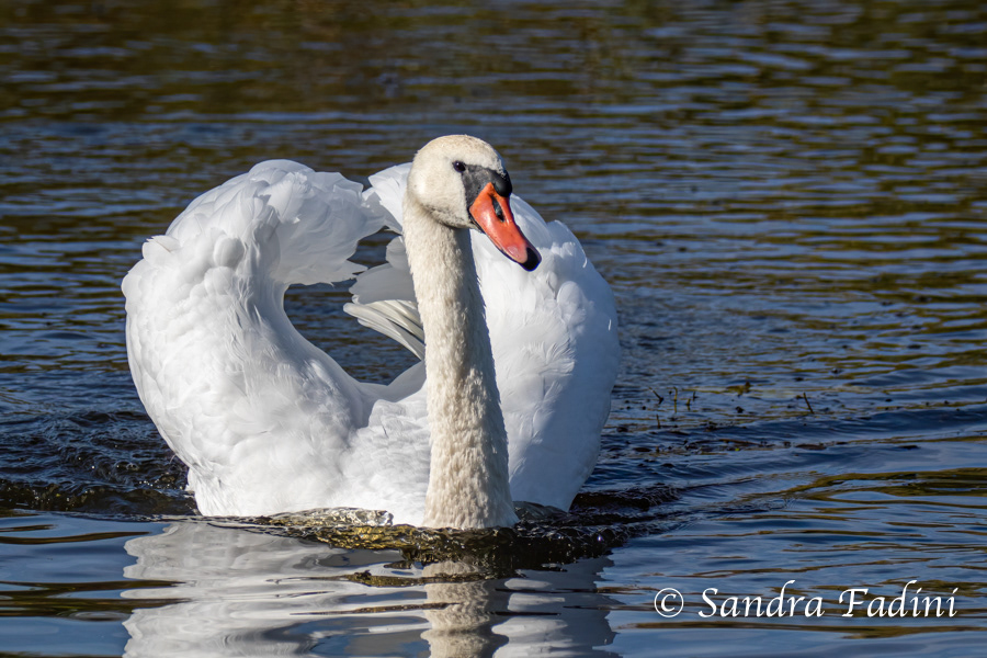 Höckerschwan (Cygnus olor) 18