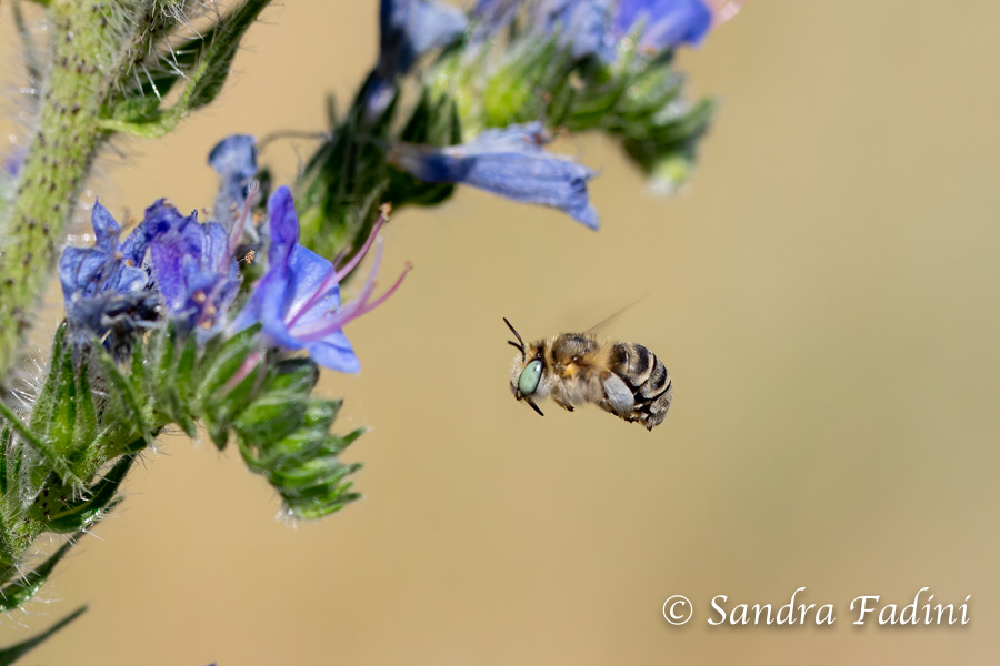 Dünen-Pelzbiene (Anthophora bimaculata) 02