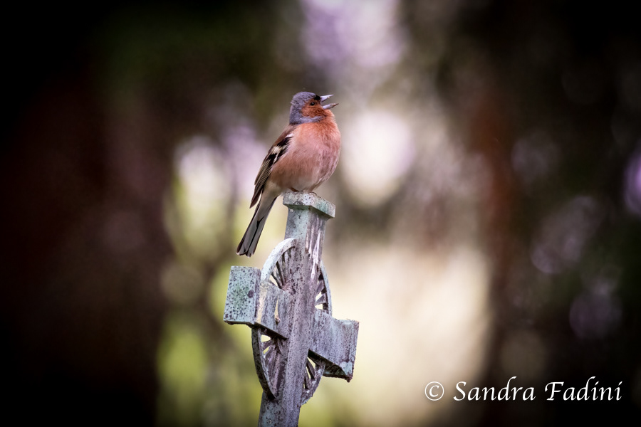 Buchfink (Fringilla coelebs) 02
