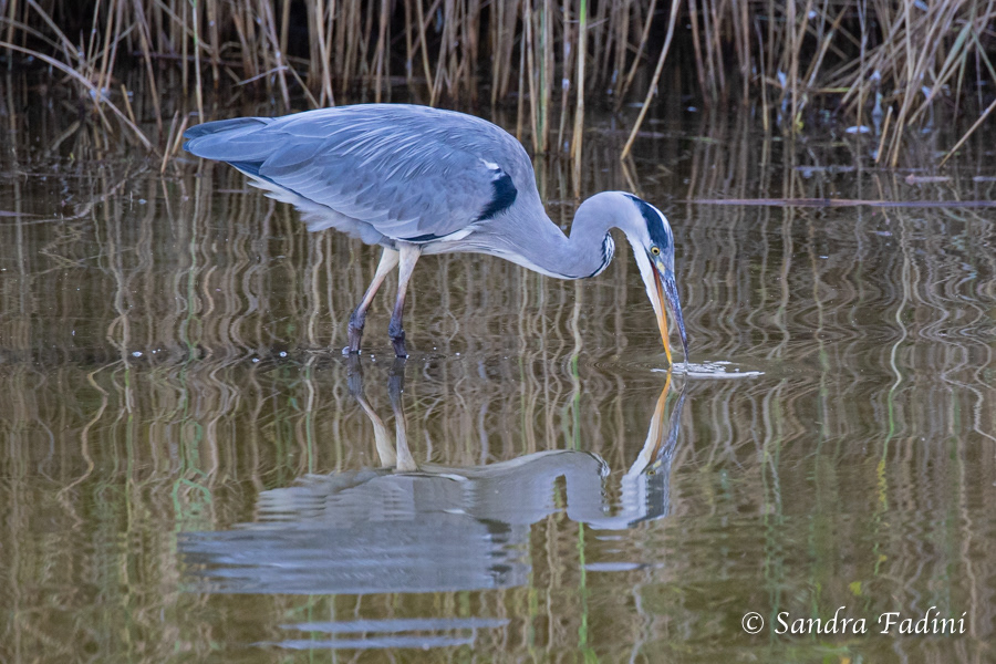 Graureiher (Ardea cinerea) 04 - auf Futtersuche