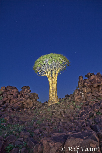 Namibia 06 - Köcherbaum (Aloe dichotoma) Nachts