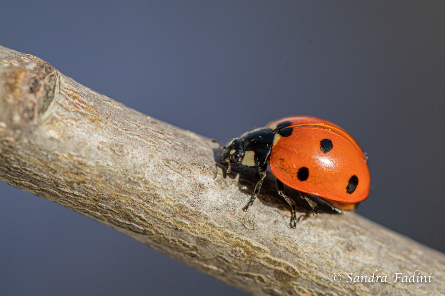 Siebenpunkt Marienkäfer (Coccinella septempunctata) 02