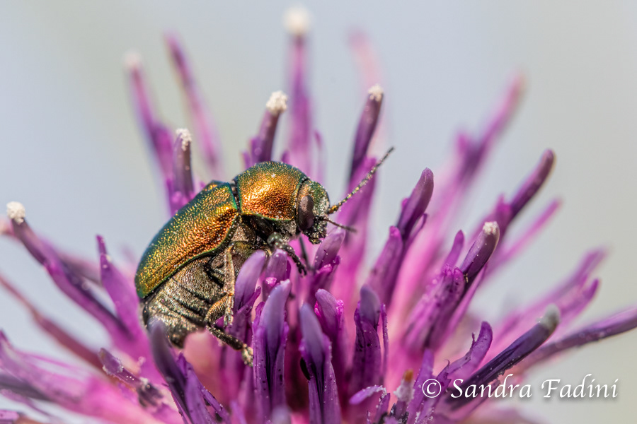 Ampferblattkäfer (Gastrophysa viridula) 01 - Österreich