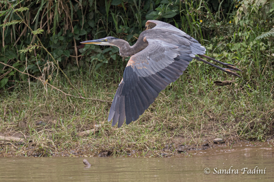 Kanadareiher (Ardea herodias) 04 - Jungvogel (Costa Rica)