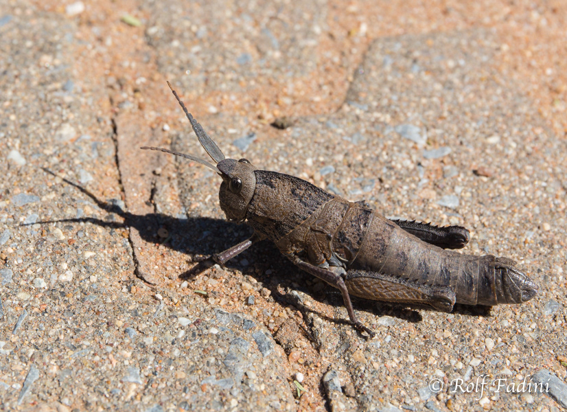 Heuschrecke 02 - Namibia