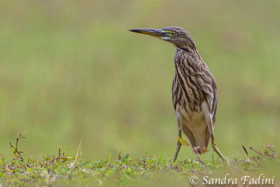 Paddyreiher (Ardeola grayii) 02 - Sri Lanka
