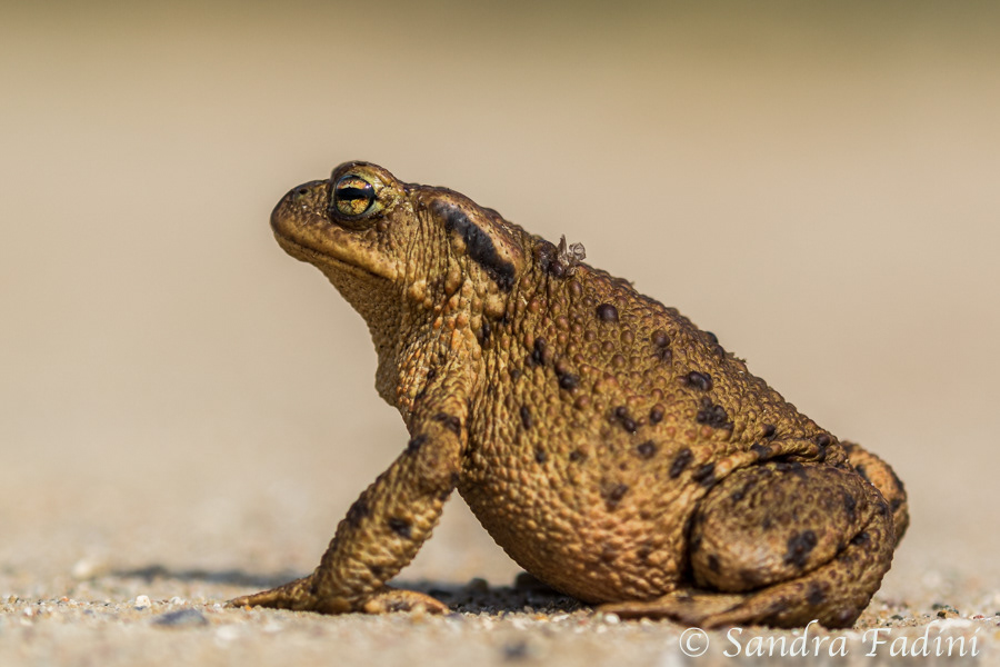 Erdkröte (Bufo bufo) 01
