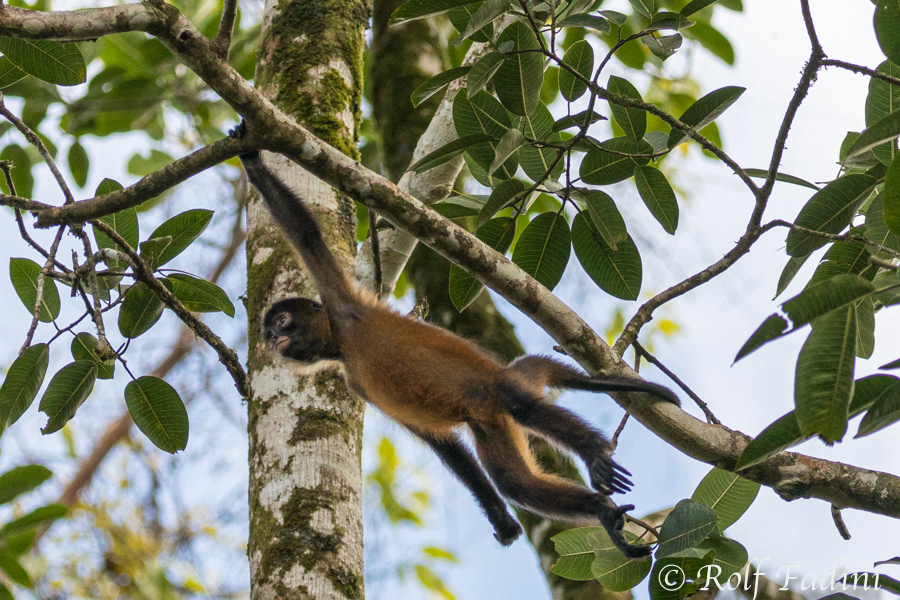 Geoffroy-Klammeraffen (Ateles geoffroyi) 03 - Jungtier (Costa Rica)