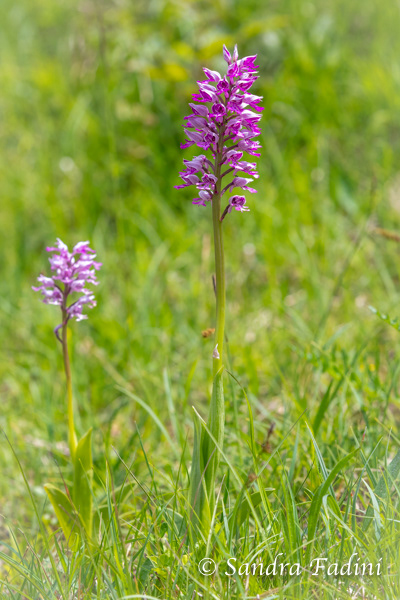 Helm-Knabenkraut (Orchis militaris) 03
