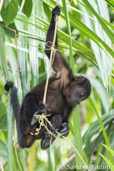 Mantelbrüllaffe (Alouatta palliata) 18 - Jungtier (Costa Rica)