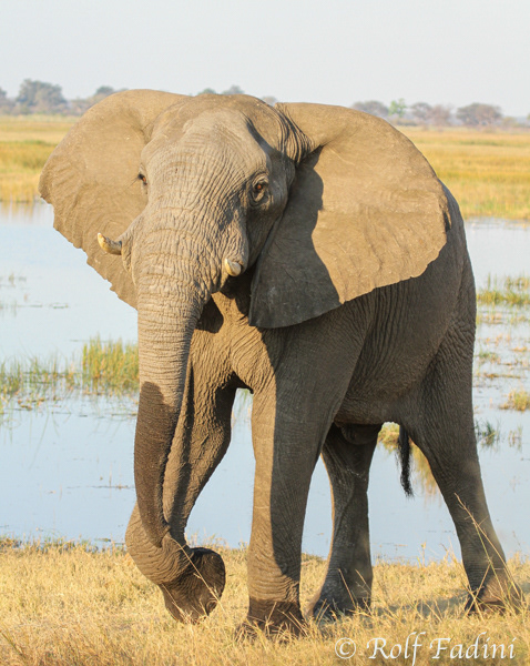 Afrikanischer Elefant (Loxodonta africana) 15 - Namibia