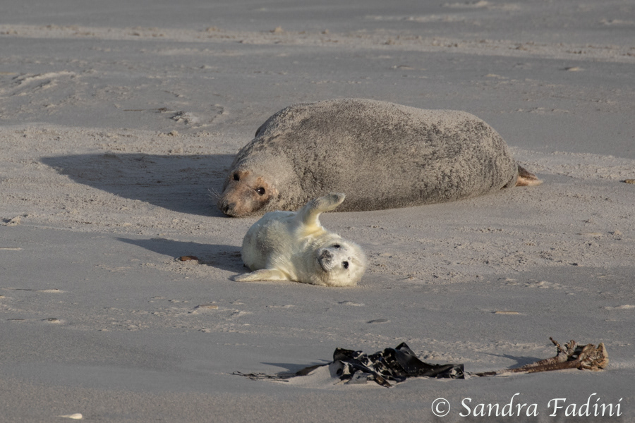 Kegelrobbe (Halichoerus grypus) 39 - Mutter mit Jungtier