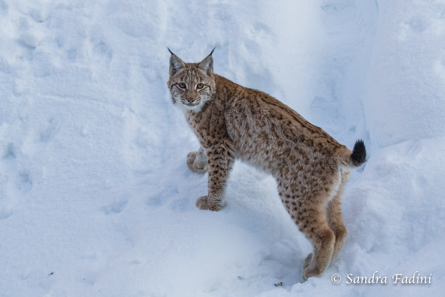 Eurasischer Luchs (Lynx lynx) 04 - captive - Jungtier