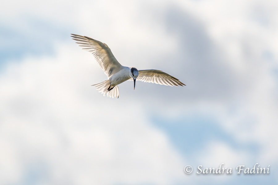 Brandseeschwalbe (Thalasseus sandvicensis) 03 - Italien
