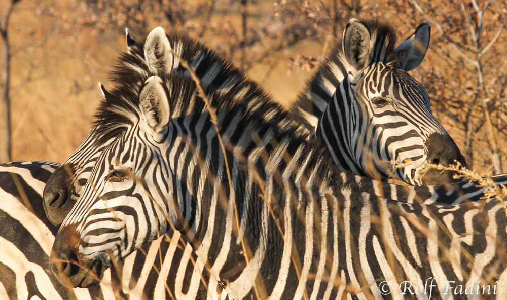 Steppenzebra (Equus quagga) 08 - Botswana