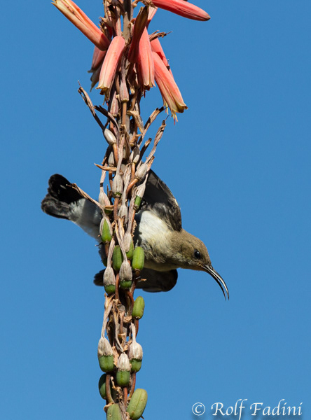 Russnektarvogel (Cinnyris fuscus) 01 - Weibchen (Namibia)