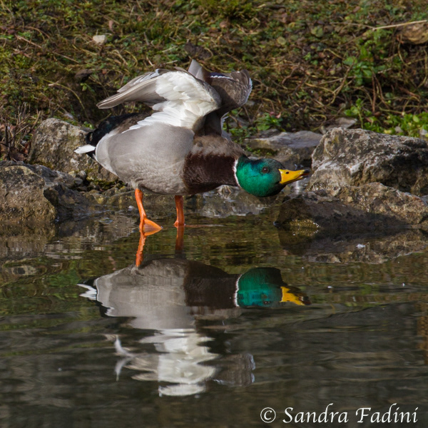 Stockente (Anas platyrhynchos) 07 - Erpel