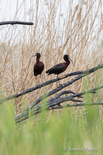Brauner Sichler (Plegadis falcinellus) 01 - Rumänien