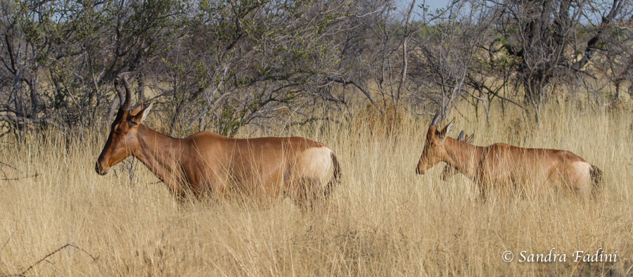 Rote Kuhantilope (Alcelaphus caama) 03 - mit Jungtieren (Namibia)