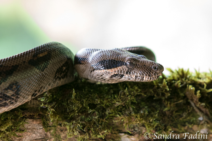 Abgottschlange (Boa constrictor) 02 - Costa Rica