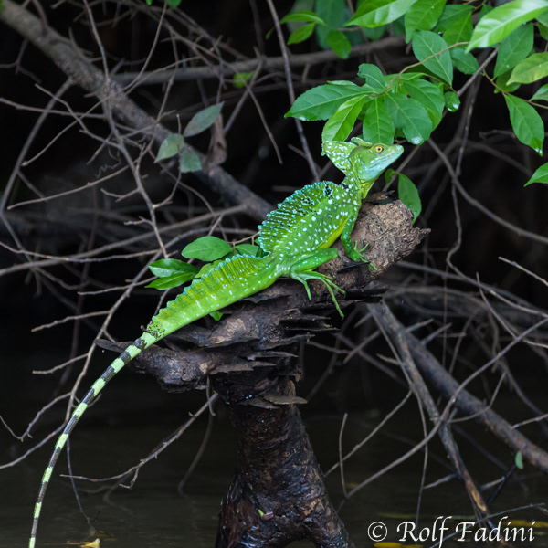 Stirnlappenbasilisk (Basiliscus plumifrons) 03 - Costa Rica
