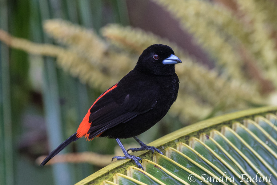 Passerinitangare (ramphocelus passerinii) 02 - Costa Rica