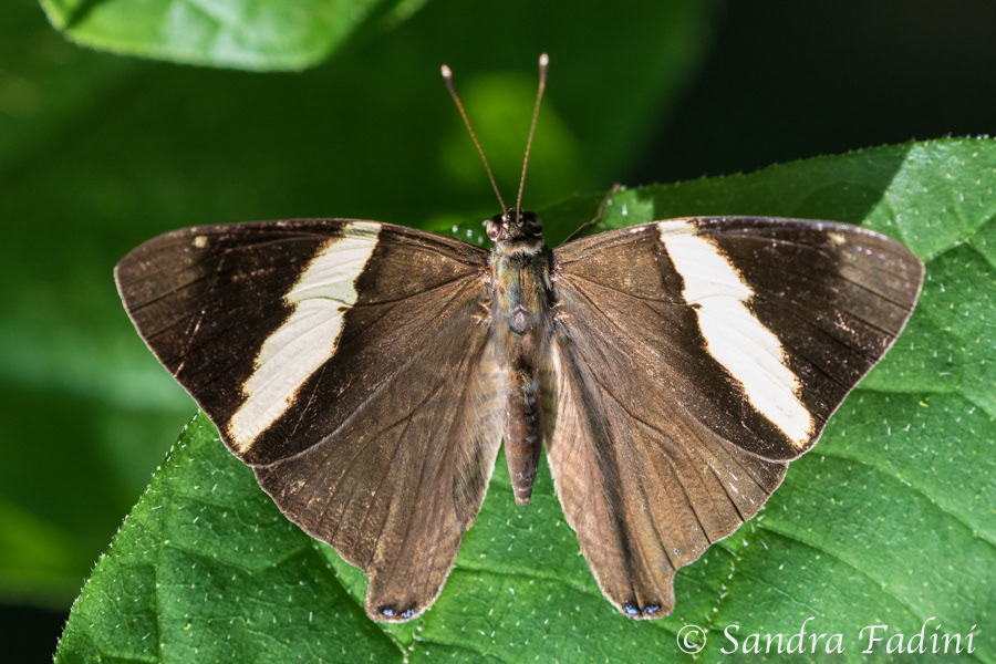 Colobura dirce 01 - Costa Rica