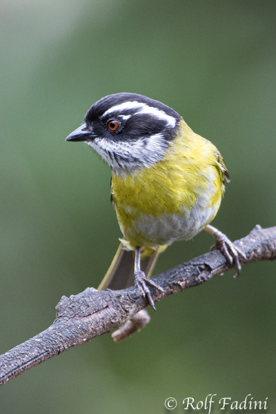 Weißbrauenbusch-Tangare (Chlorospingus pileatus) 01 - Costa Rica