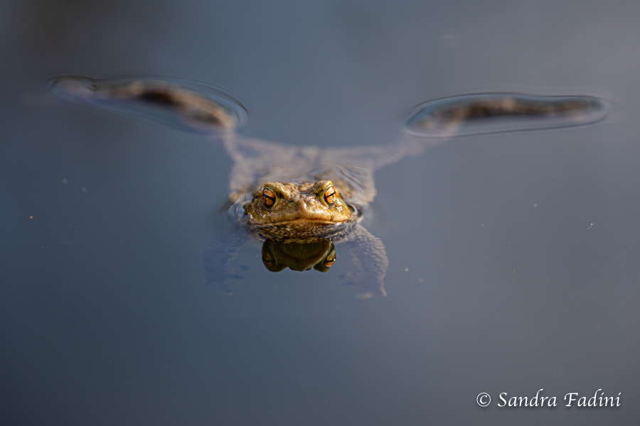 Erdkröte (Bufo bufo) 07