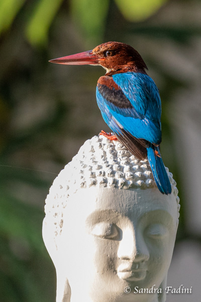 Braunliest (Halcyon smyrnensis) 02 - Sri Lanka