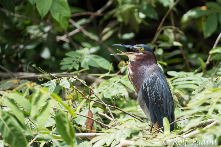 Grünreiher (Butorides virescens) 03 - Costa Rica